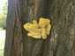 Sárga gévagomba (Laetiporus sulphureus), Budapest. Városi környezetben is nő, például útmenti akácfán